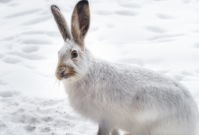 Rabbits in Winter