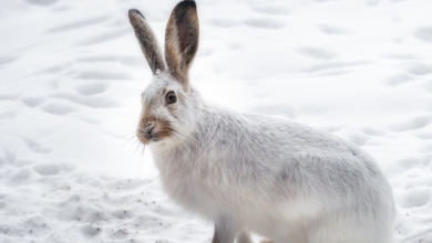 Rabbits in Winter