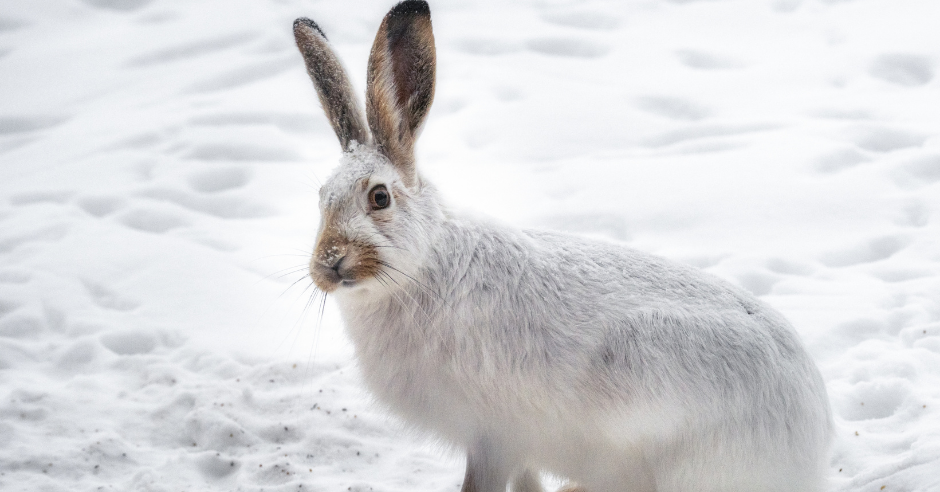 Rabbits in Winter