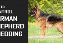 How to Control German Shepherd Shedding: 6 Best Tips to Follow