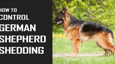 How to Control German Shepherd Shedding: 6 Best Tips to Follow