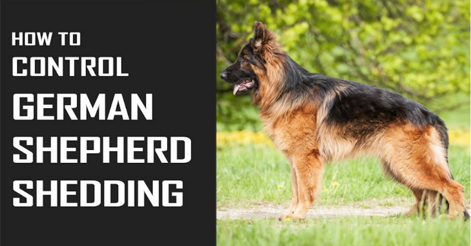 How to Control German Shepherd Shedding: 6 Best Tips to Follow